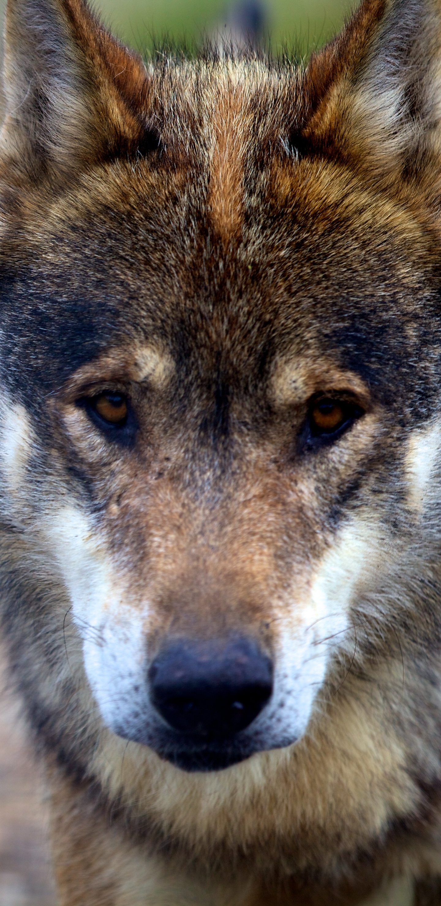 Brown and Black Wolf in Close up Photography. Wallpaper in 1440x2960 Resolution