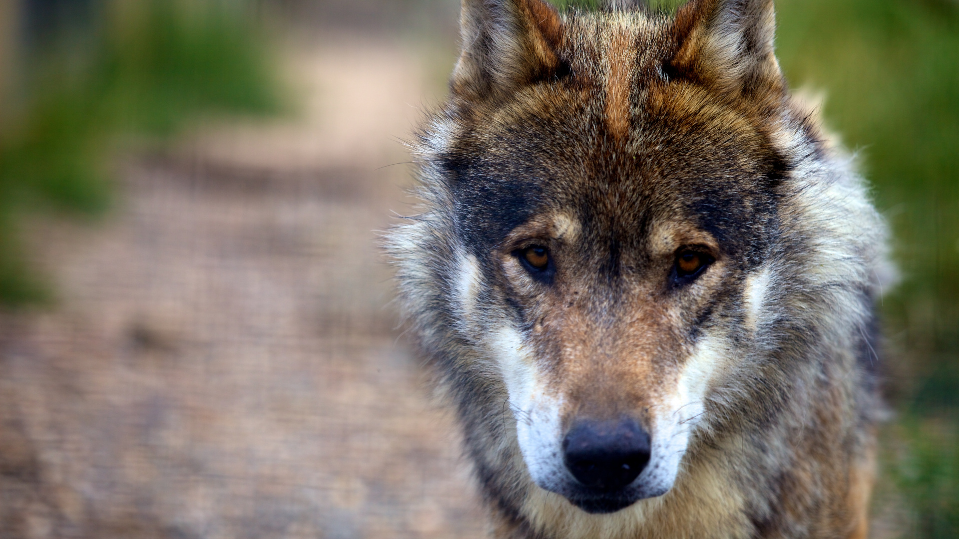 Brown and Black Wolf in Close up Photography. Wallpaper in 1920x1080 Resolution
