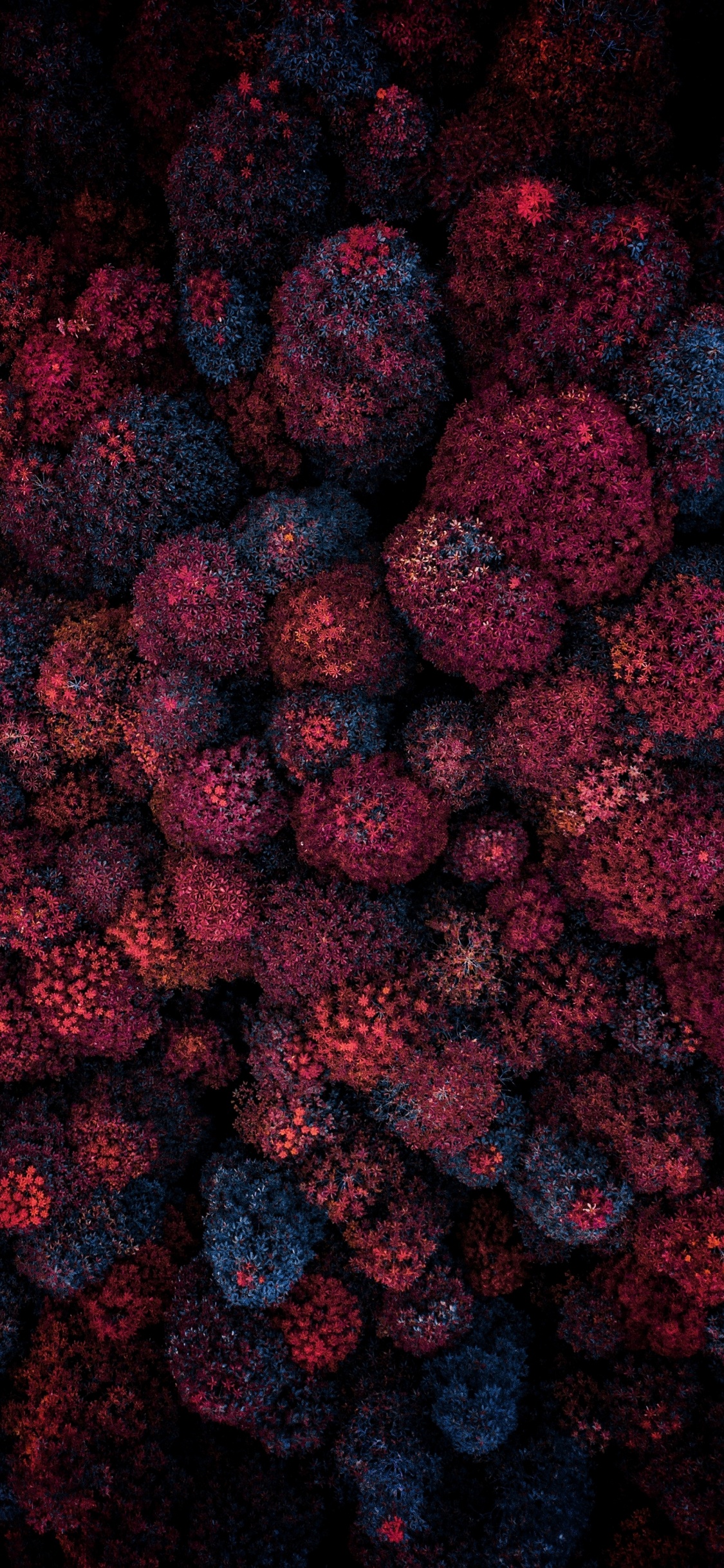 Fruto Sin Semilla, Arte, la Floración de la Planta, Magenta, Alimentos Naturales. Wallpaper in 1125x2436 Resolution
