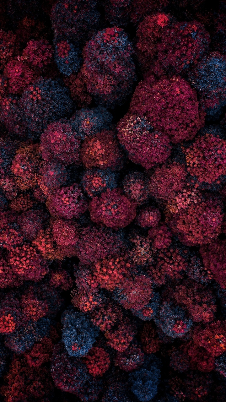 Fruto Sin Semilla, Arte, la Floración de la Planta, Magenta, Alimentos Naturales. Wallpaper in 720x1280 Resolution