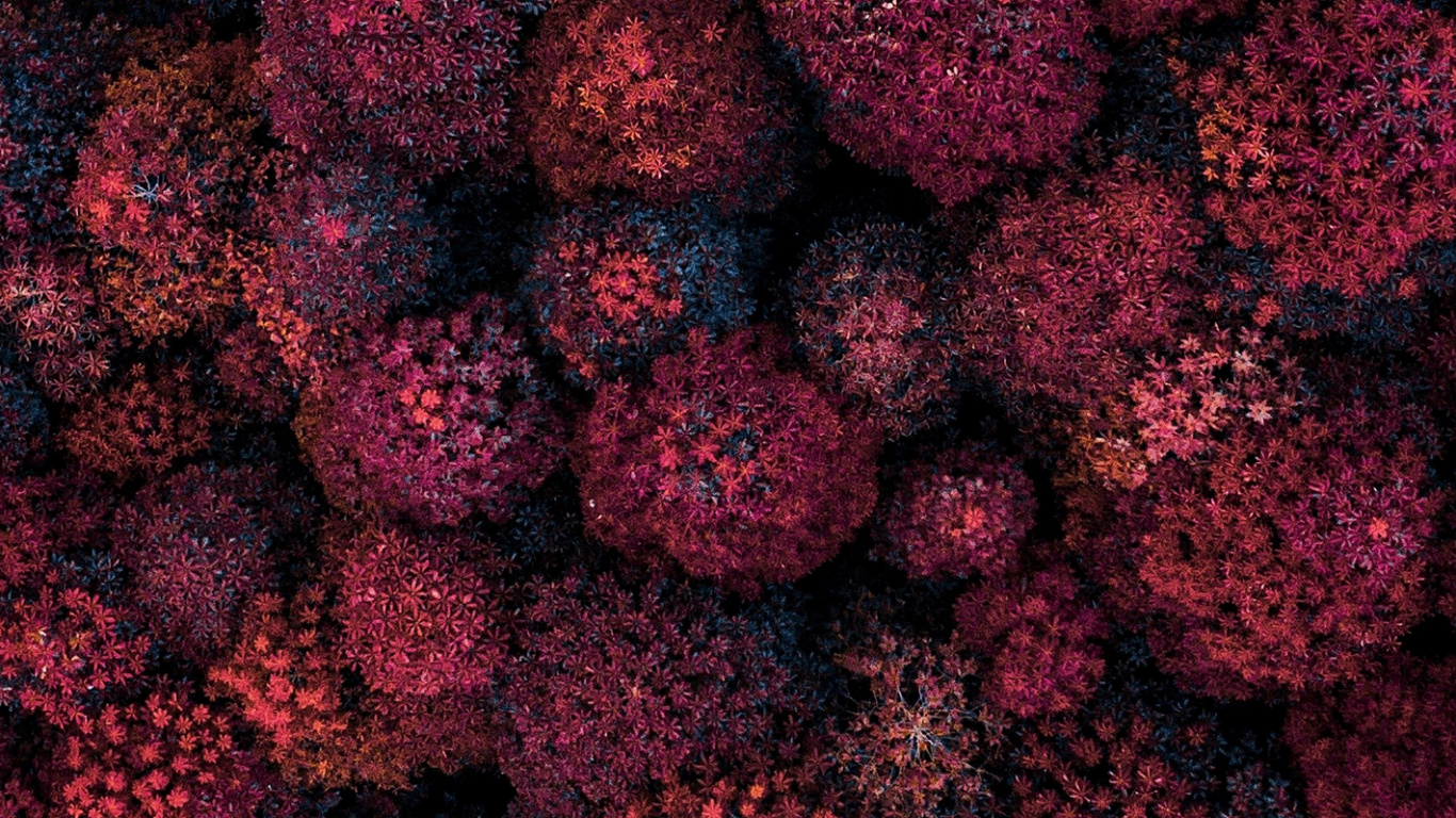 Plant, Flower, Tree, Fruit, Seedless Fruit. Wallpaper in 1366x768 Resolution