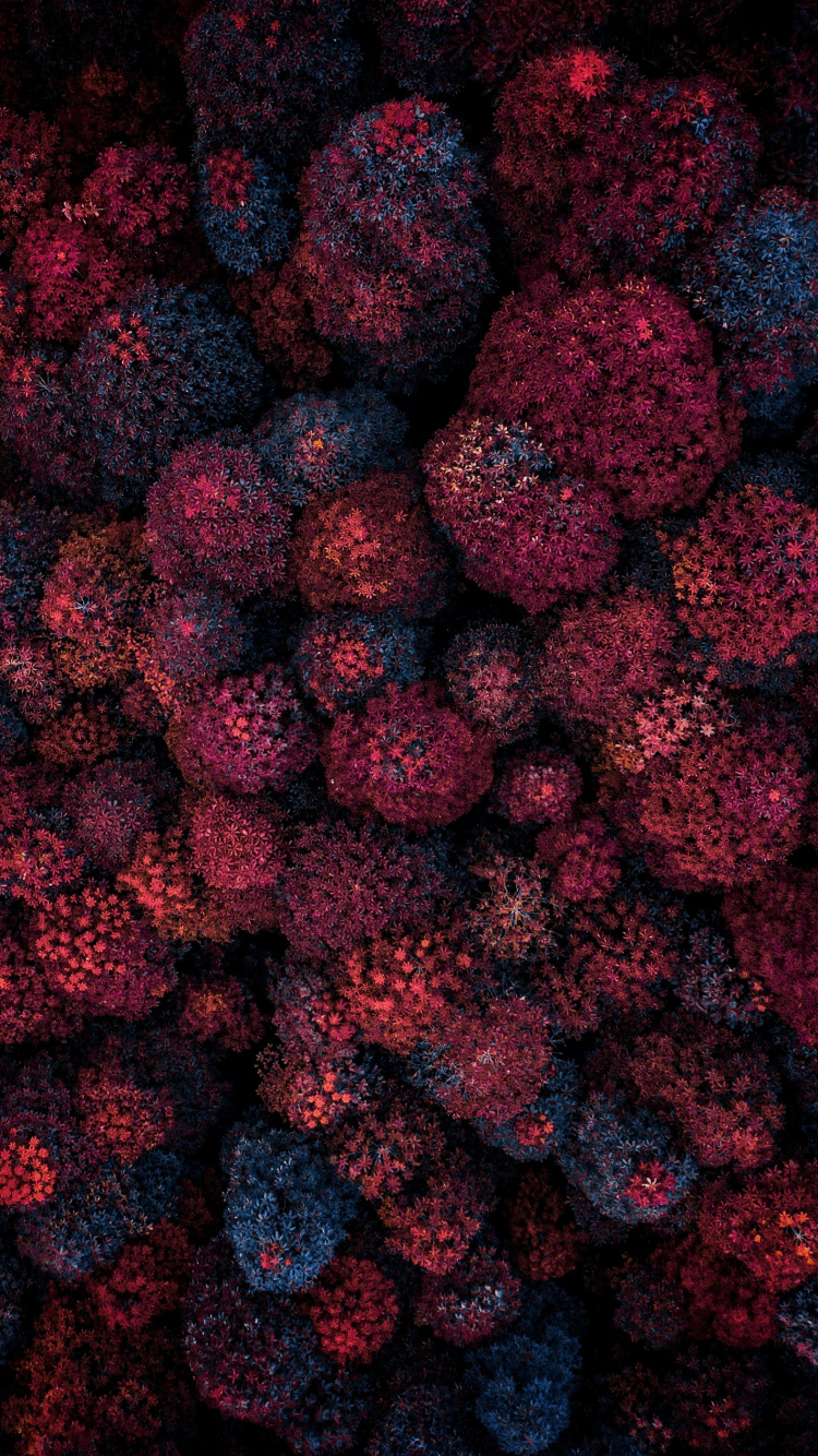 Plant, Flower, Tree, Fruit, Seedless Fruit. Wallpaper in 750x1334 Resolution