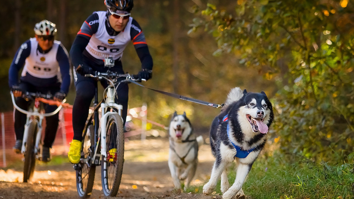 Person in Rot-weißer Jacke, Die Auf Schwarz-weißem Siberian Husky Reitet. Wallpaper in 1366x768 Resolution