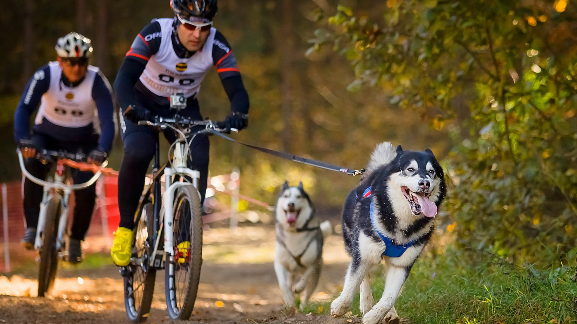 Person in Rot-weißer Jacke, Die Auf Schwarz-weißem Siberian Husky Reitet. Wallpaper in 1920x1080 Resolution