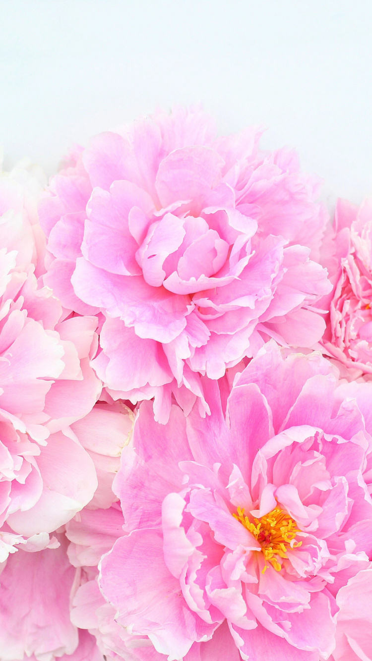 Pink Flowers on White Surface. Wallpaper in 750x1334 Resolution