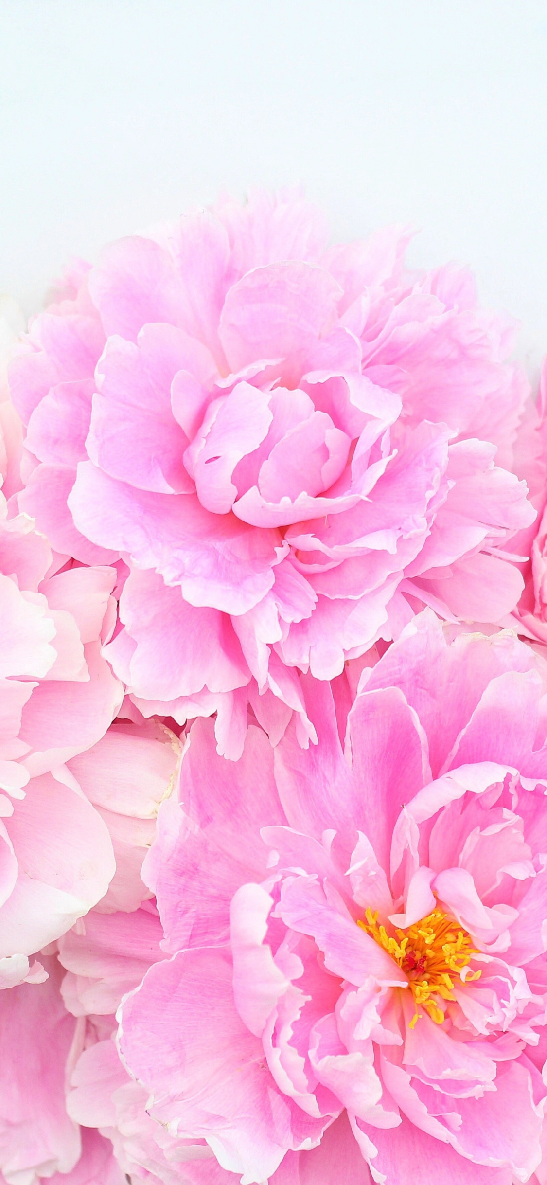 Rosa Blüten Auf Weißer Fläche. Wallpaper in 1125x2436 Resolution