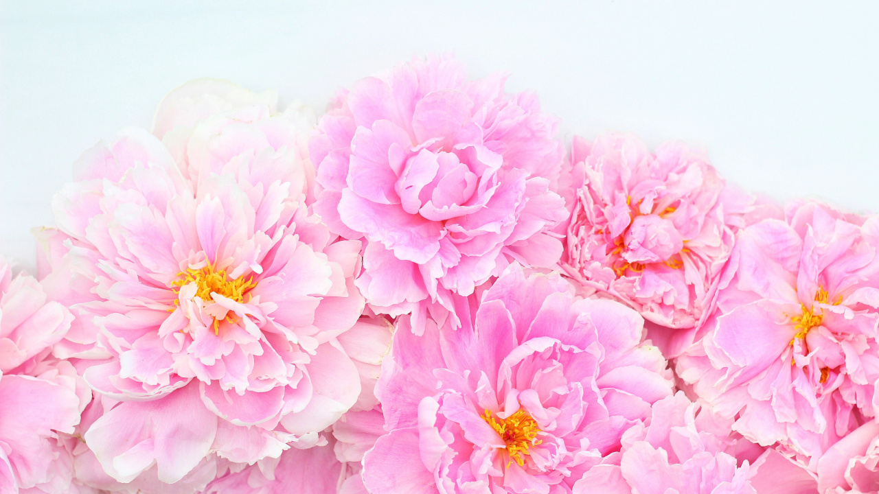 Rosa Blüten Auf Weißer Fläche. Wallpaper in 1280x720 Resolution