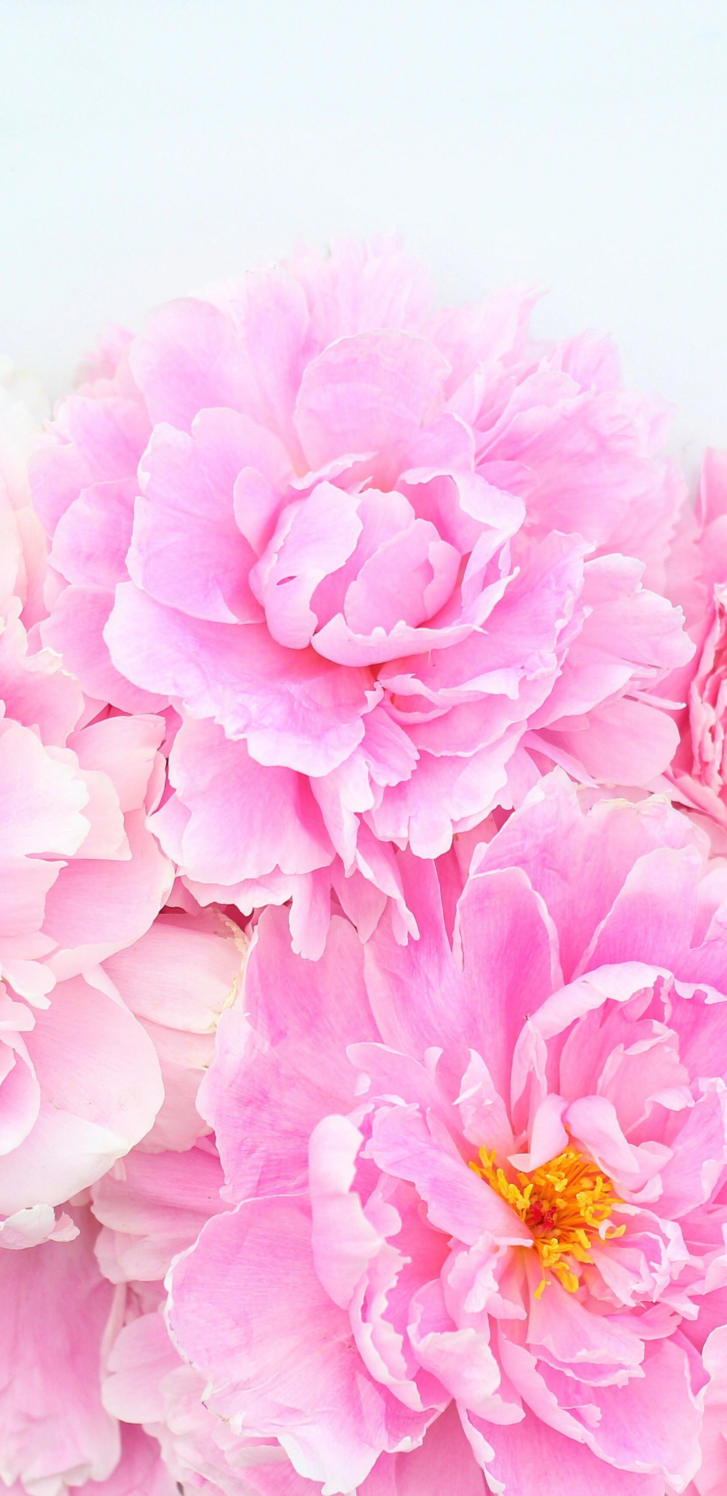 Rosa Blüten Auf Weißer Fläche. Wallpaper in 1440x2960 Resolution