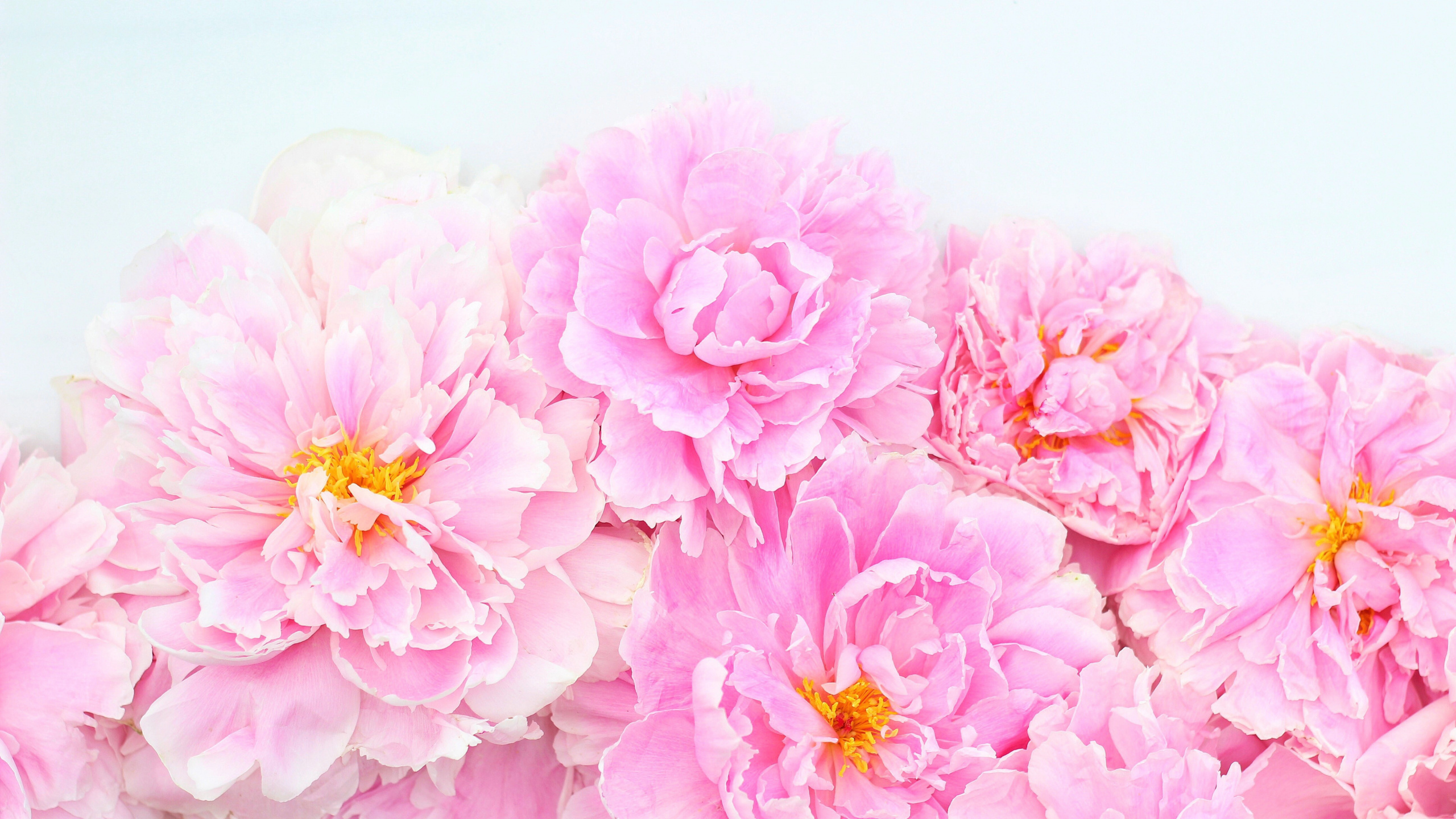 Rosa Blüten Auf Weißer Fläche. Wallpaper in 2560x1440 Resolution