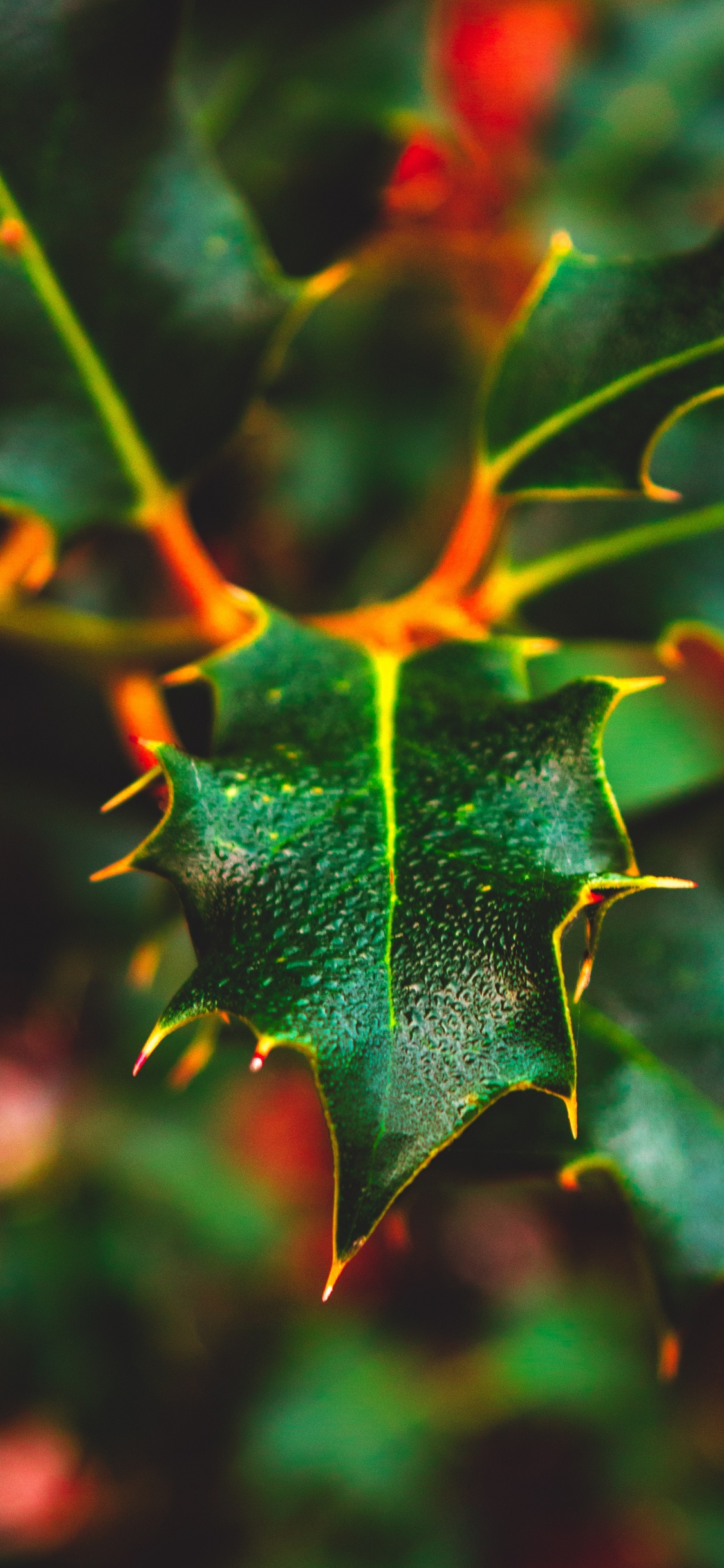 Plant, Maple, Close Up, Pattern, Plants. Wallpaper in 1125x2436 Resolution