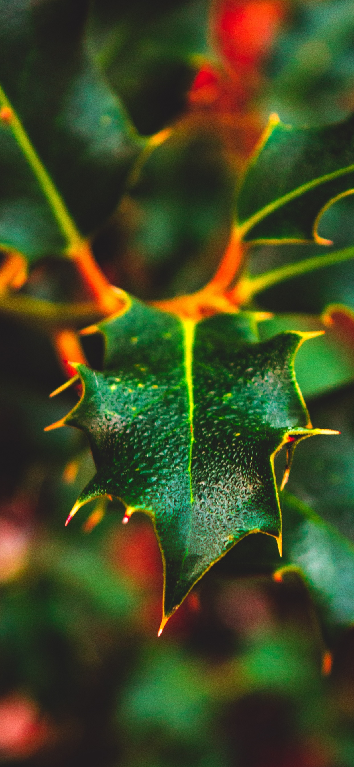 Plant, Maple, Close Up, Pattern, Plants. Wallpaper in 1242x2688 Resolution