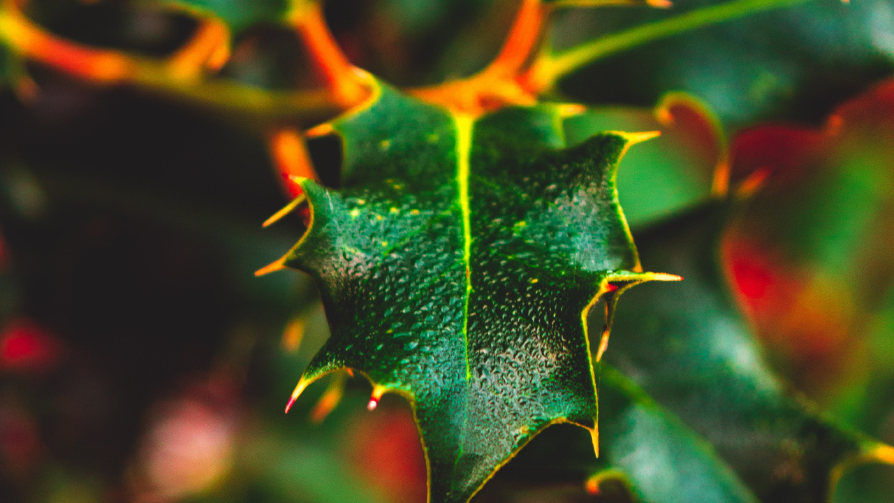 Plant, Maple, Close Up, Pattern, Plants. Wallpaper in 1280x720 Resolution