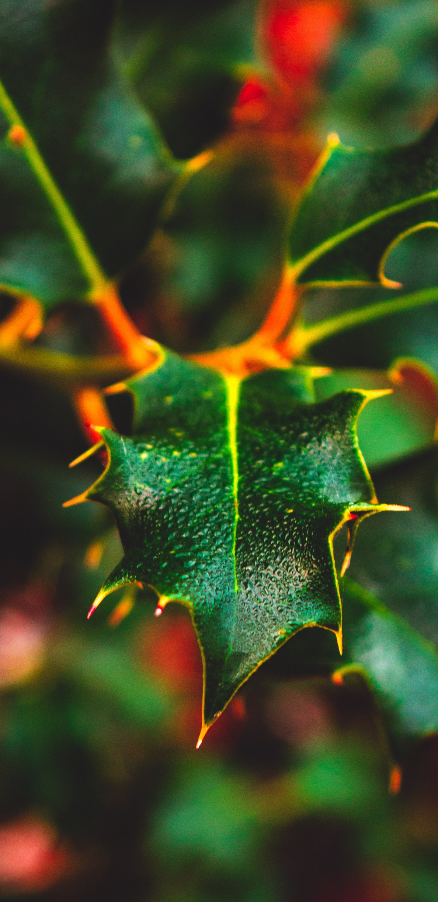 Plant, Maple, Close Up, Pattern, Plants. Wallpaper in 1440x2960 Resolution