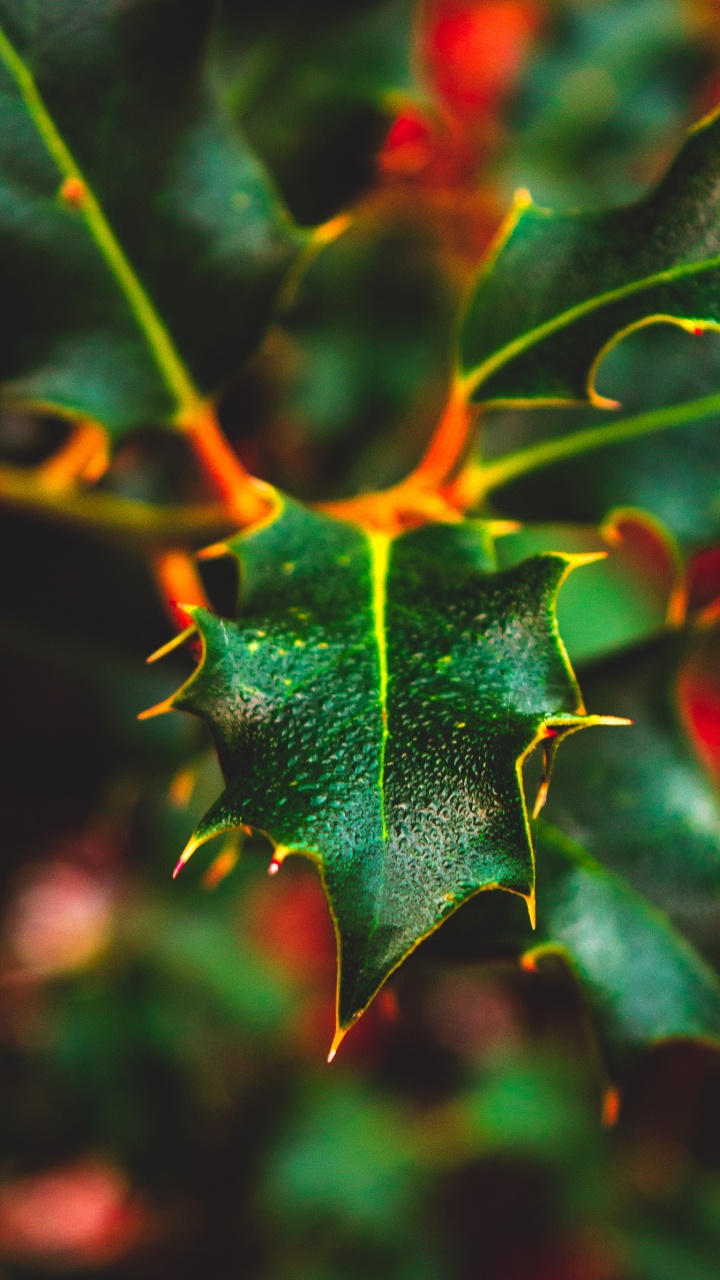 Plant, Maple, Close Up, Pattern, Plants. Wallpaper in 720x1280 Resolution