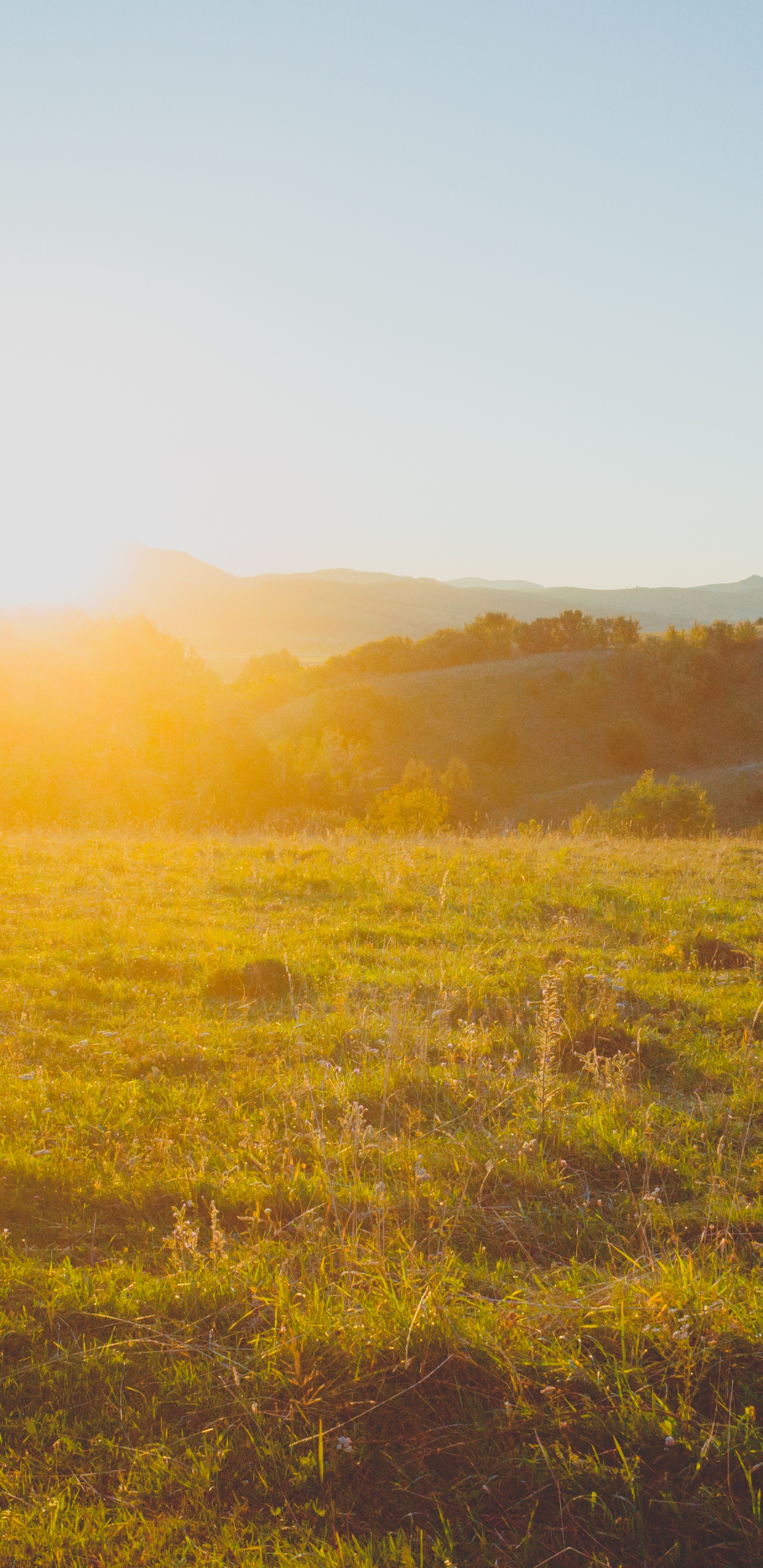 Nature, Grassland, Natural Environment, Morning, Sunlight. Wallpaper in 1440x2960 Resolution