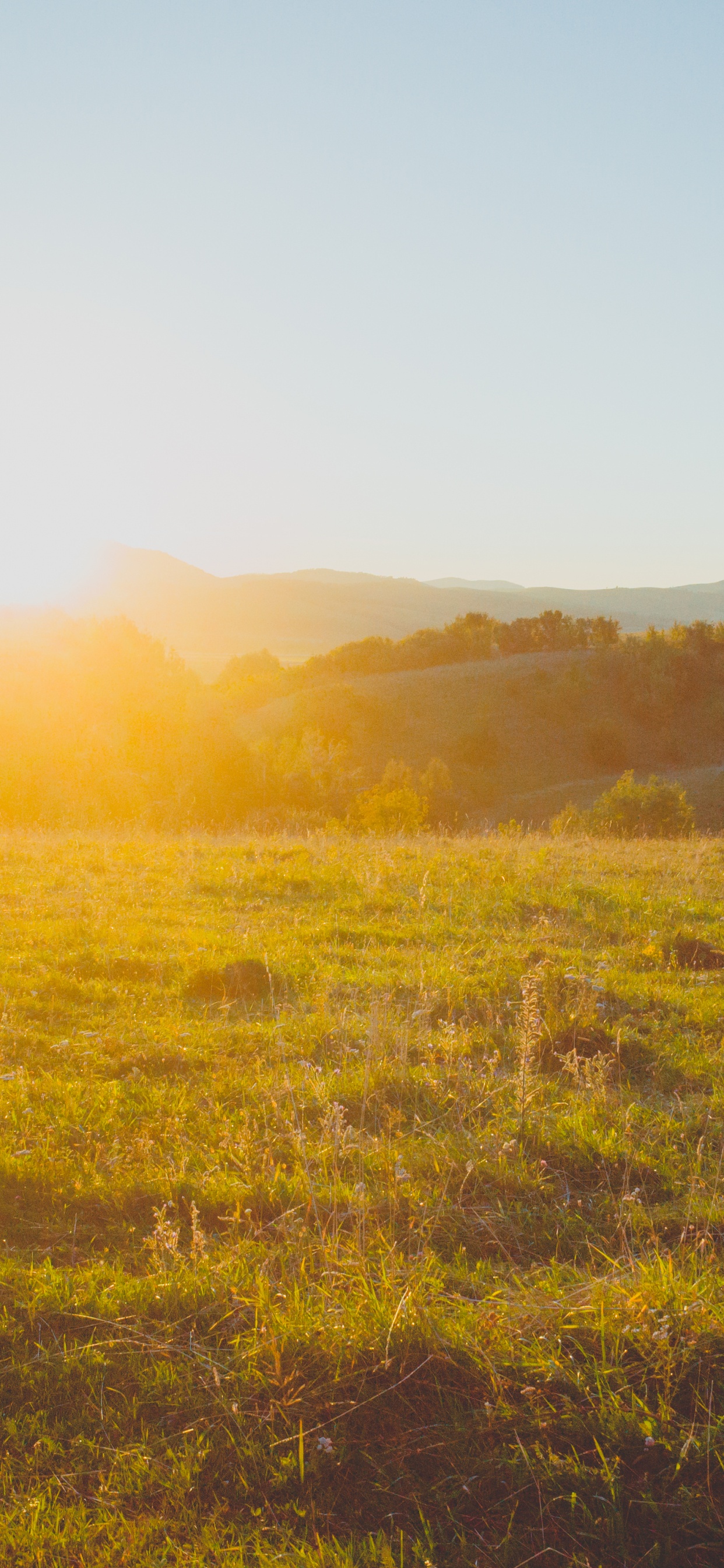 性质, 自然环境, 早上, 阳光, 生态区 壁纸 1242x2688 允许