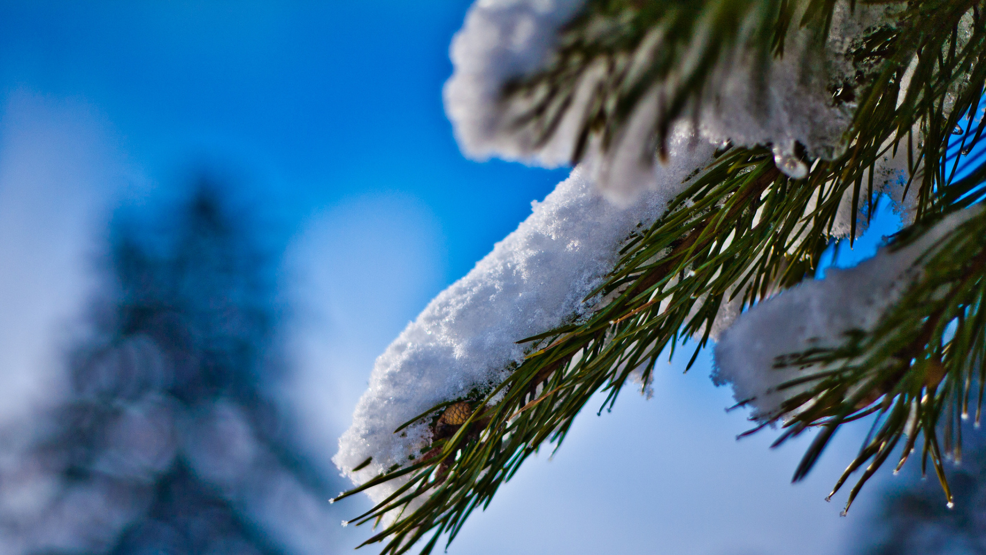 Arbre Vert Recouvert de Neige. Wallpaper in 1920x1080 Resolution
