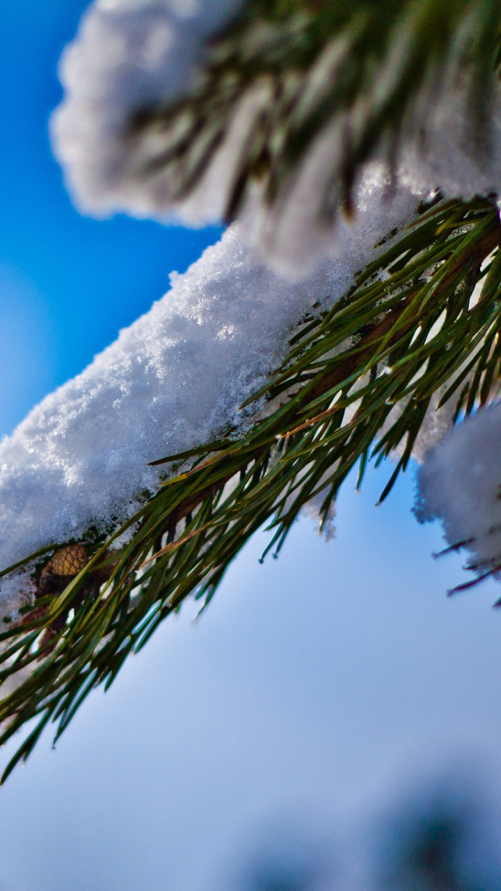 Green Tree Covered With Snow. Wallpaper in 720x1280 Resolution