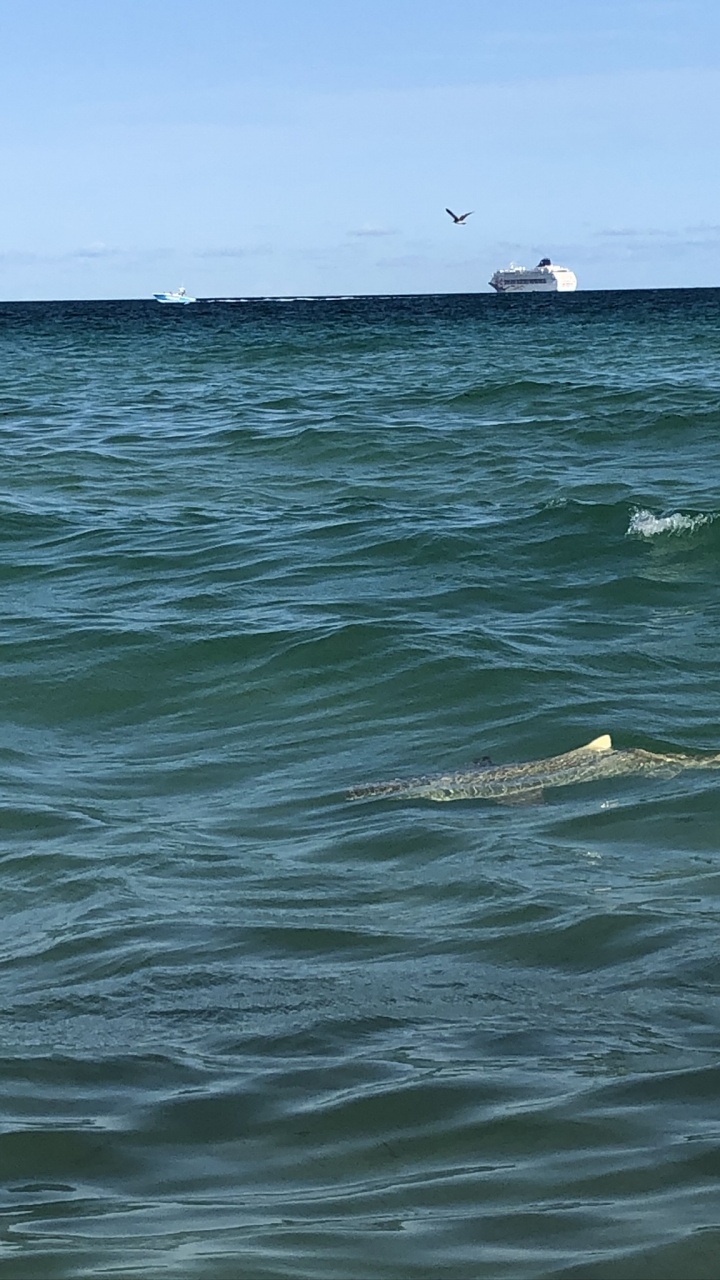 Mar, Agua, Biología, Ciencia, Líquido. Wallpaper in 720x1280 Resolution