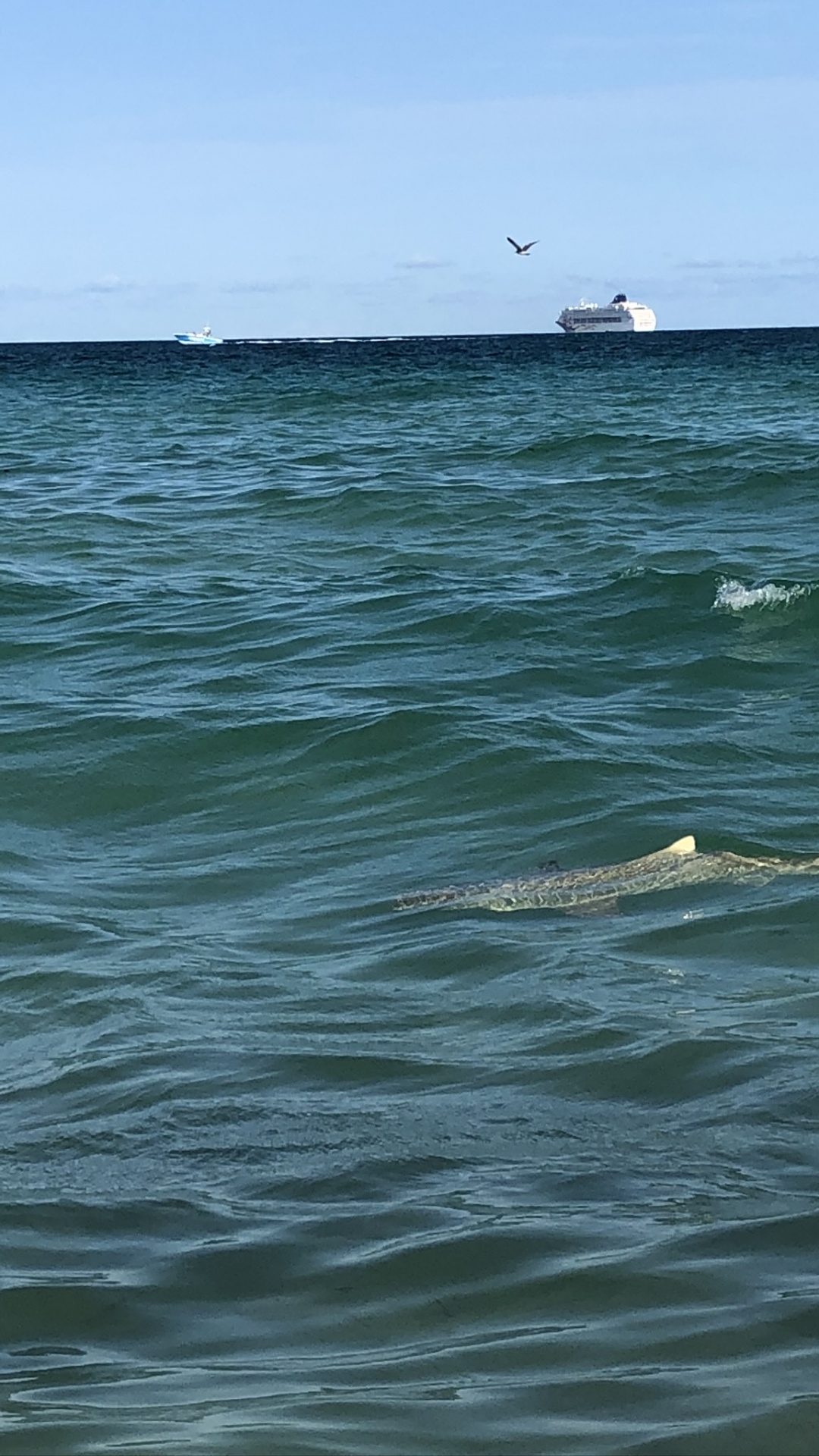 Sea, Water, Biology, Science, Fluid. Wallpaper in 1080x1920 Resolution