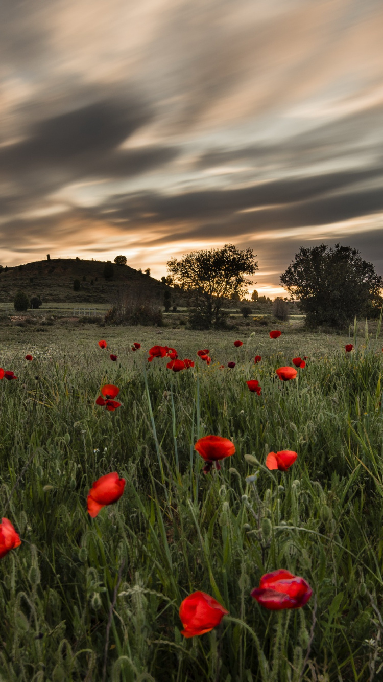 Red Flowers on Green Grass Field Under Cloudy Sky During Daytime. Wallpaper in 750x1334 Resolution