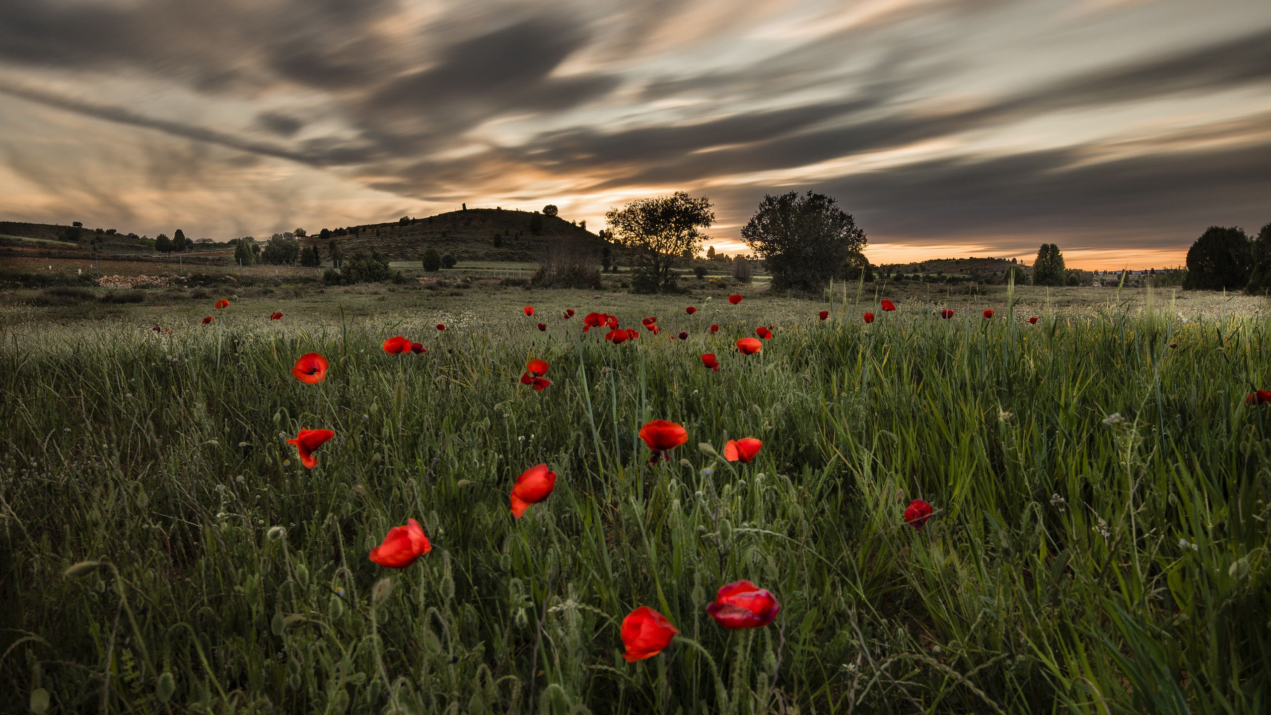 Rote Blumen Auf Grüner Wiese Unter Bewölktem Himmel Tagsüber. Wallpaper in 2560x1440 Resolution