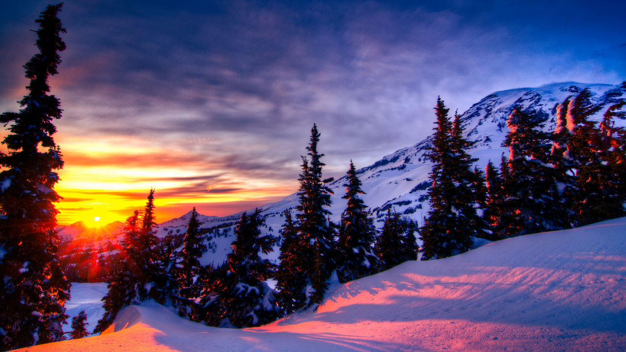 Snow Covered Pine Trees During Sunset. Wallpaper in 1280x720 Resolution