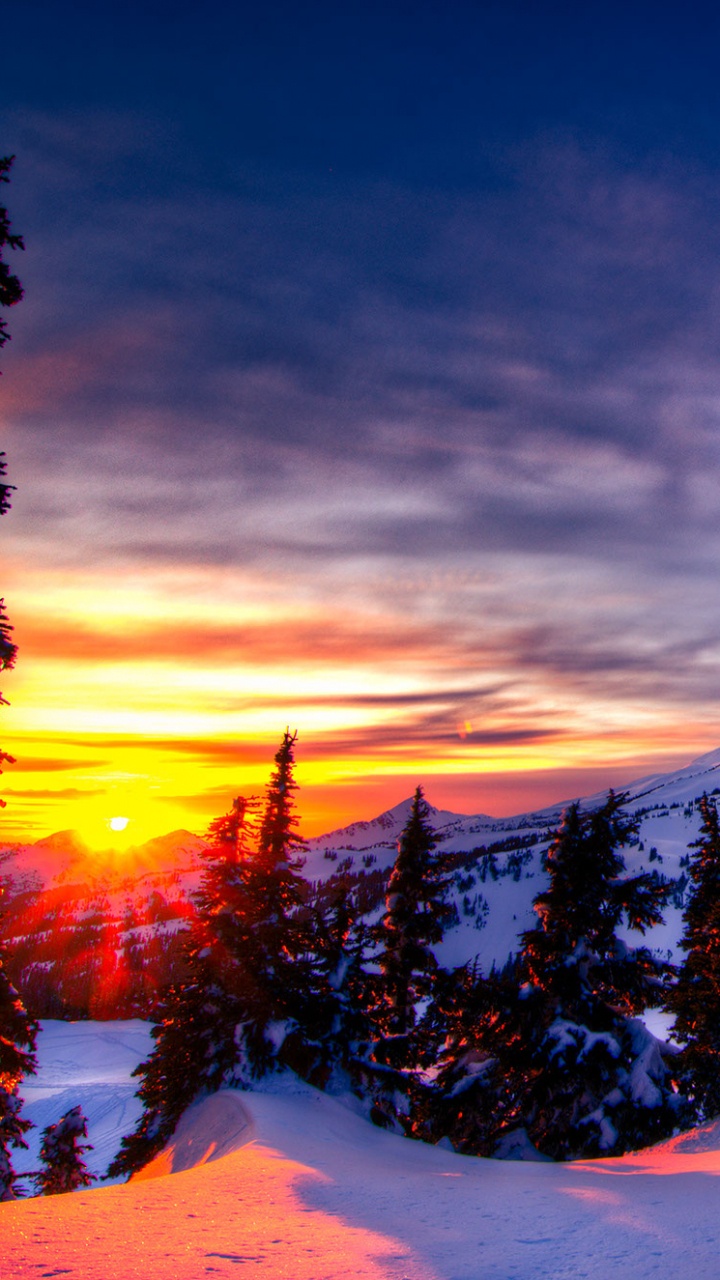 Schneebedeckte Kiefern Bei Sonnenuntergang. Wallpaper in 720x1280 Resolution