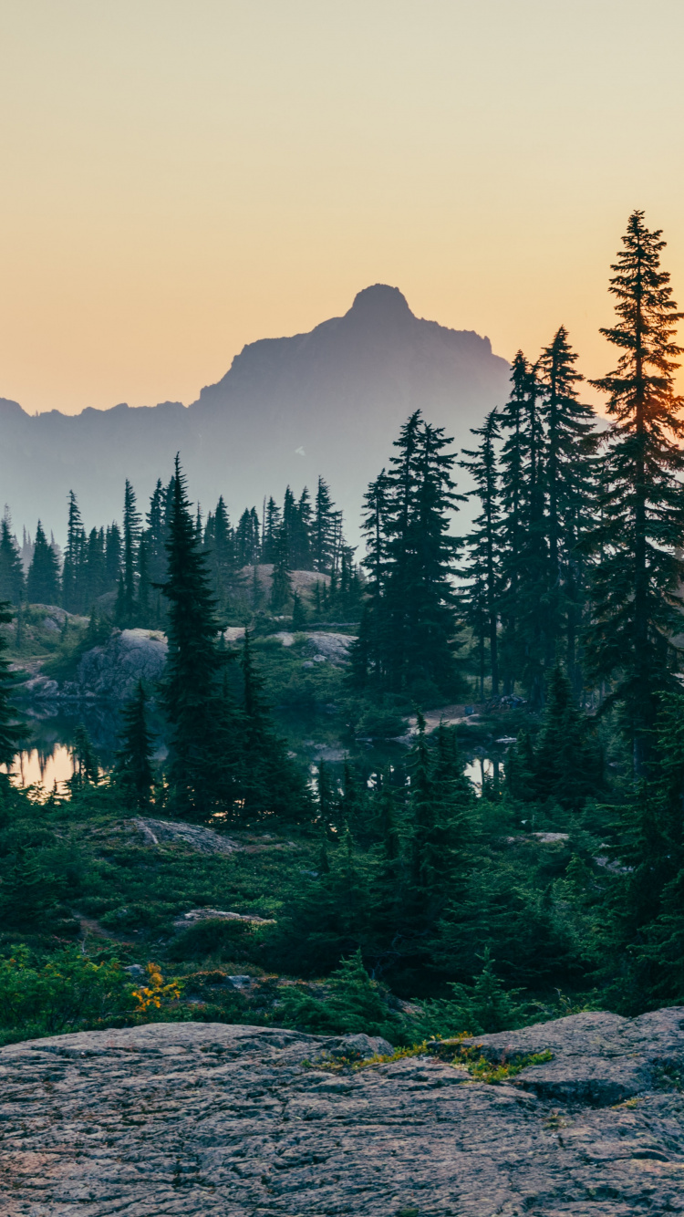 Forêt Ayurvédique, Forêt, la Gestion Des Forêts, Déforestation, Écologie Forestière. Wallpaper in 750x1334 Resolution