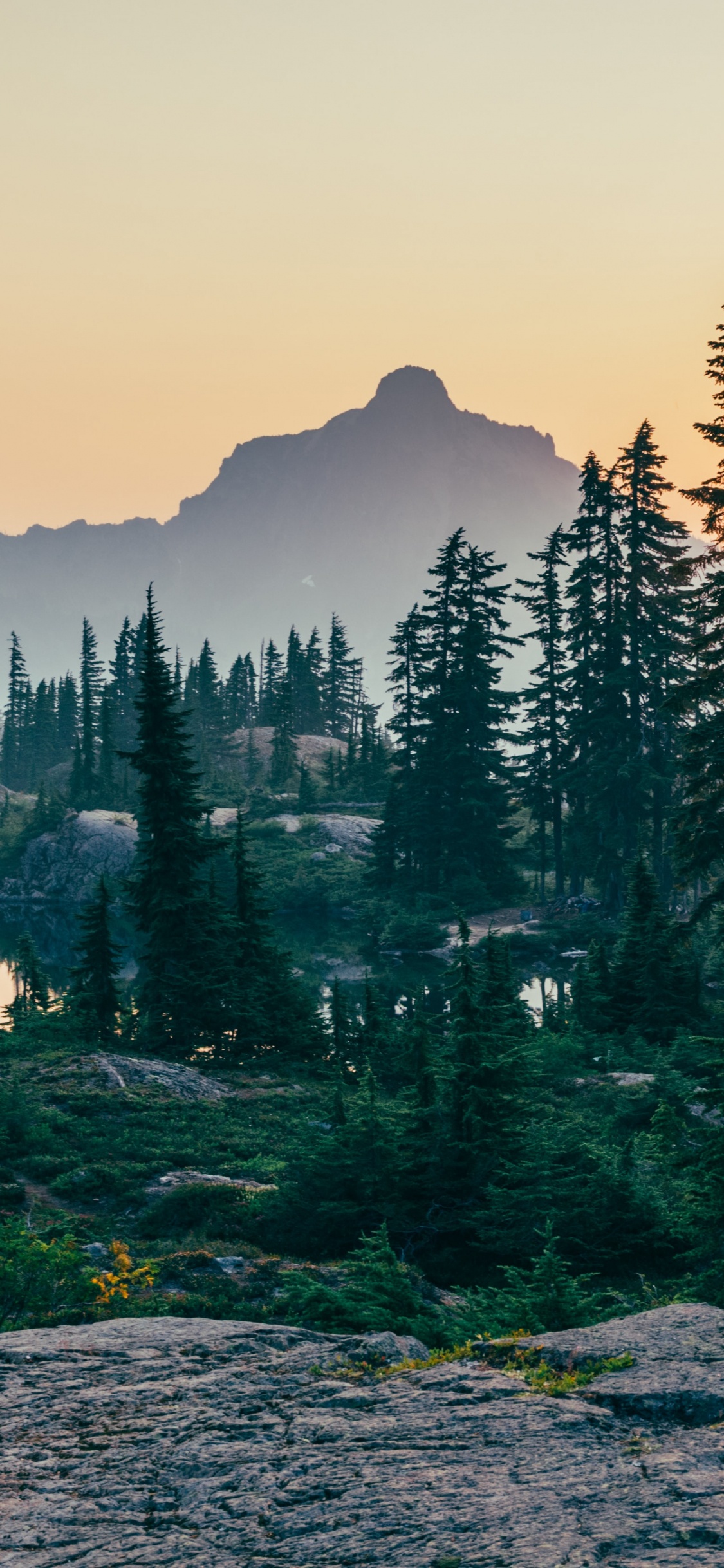 森林, 自然景观, 落叶松, 阳光, Evergreen 壁纸 1125x2436 允许