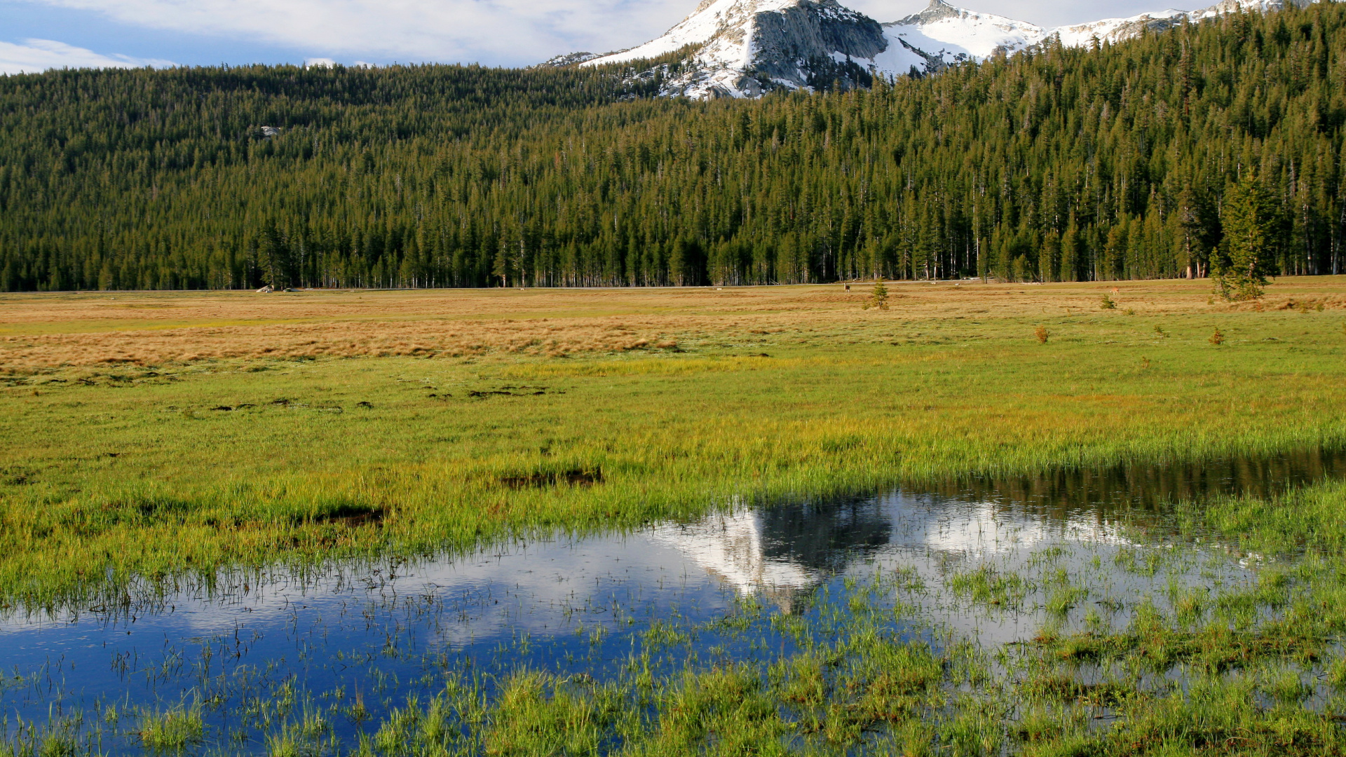 Green Grass Field Near Green Trees and Mountain During Daytime. Wallpaper in 1920x1080 Resolution