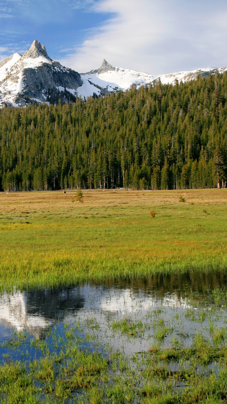 Green Grass Field Near Green Trees and Mountain During Daytime. Wallpaper in 750x1334 Resolution