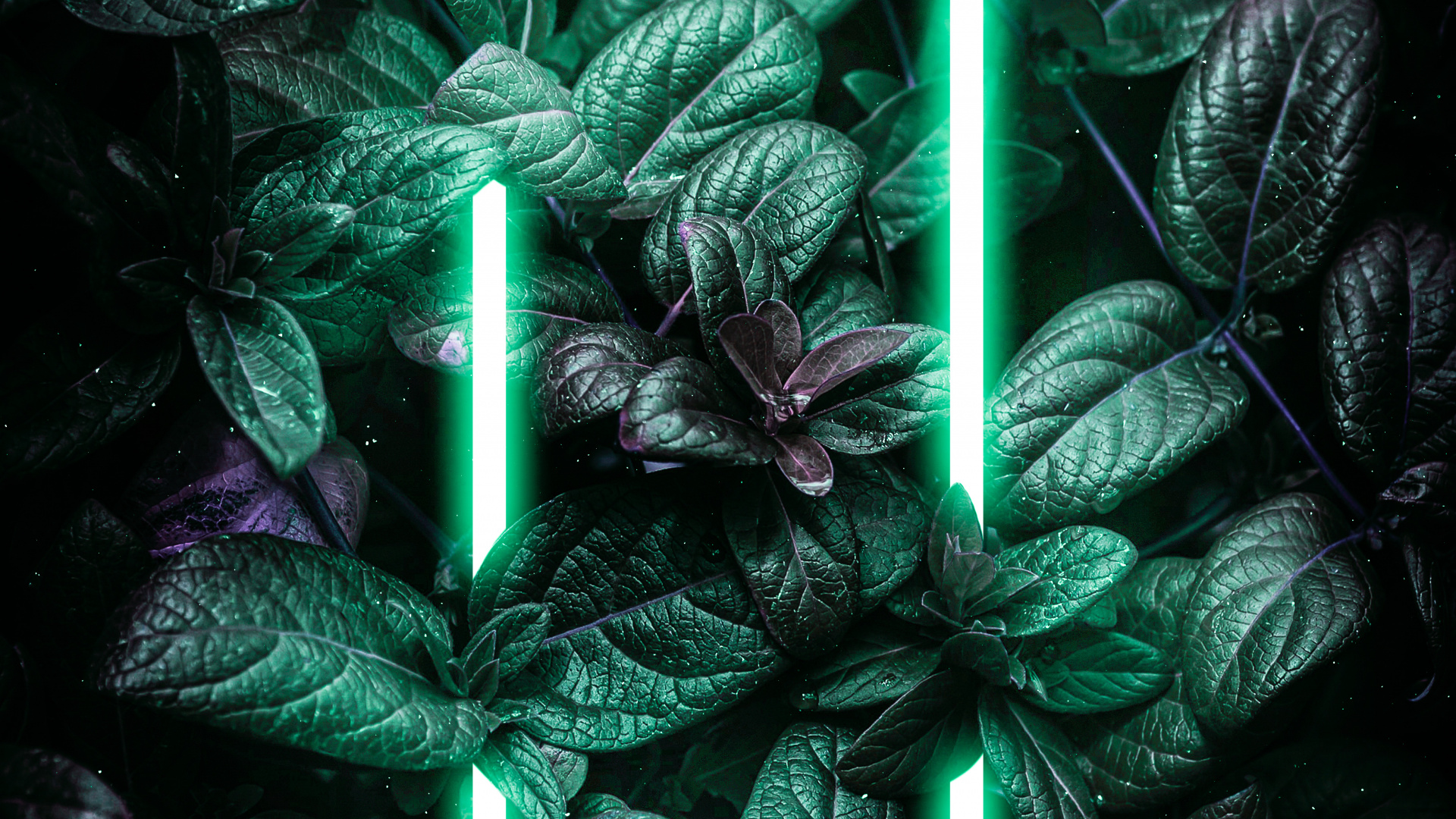 Darkness, Terrestrial Plant, Plant, Holiday Ornament, Evergreen. Wallpaper in 1920x1080 Resolution