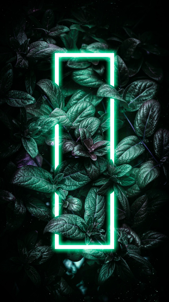 Obscurité, Plante Terrestre, Vacances Ornement, Evergreen, Ornement de Noël. Wallpaper in 720x1280 Resolution