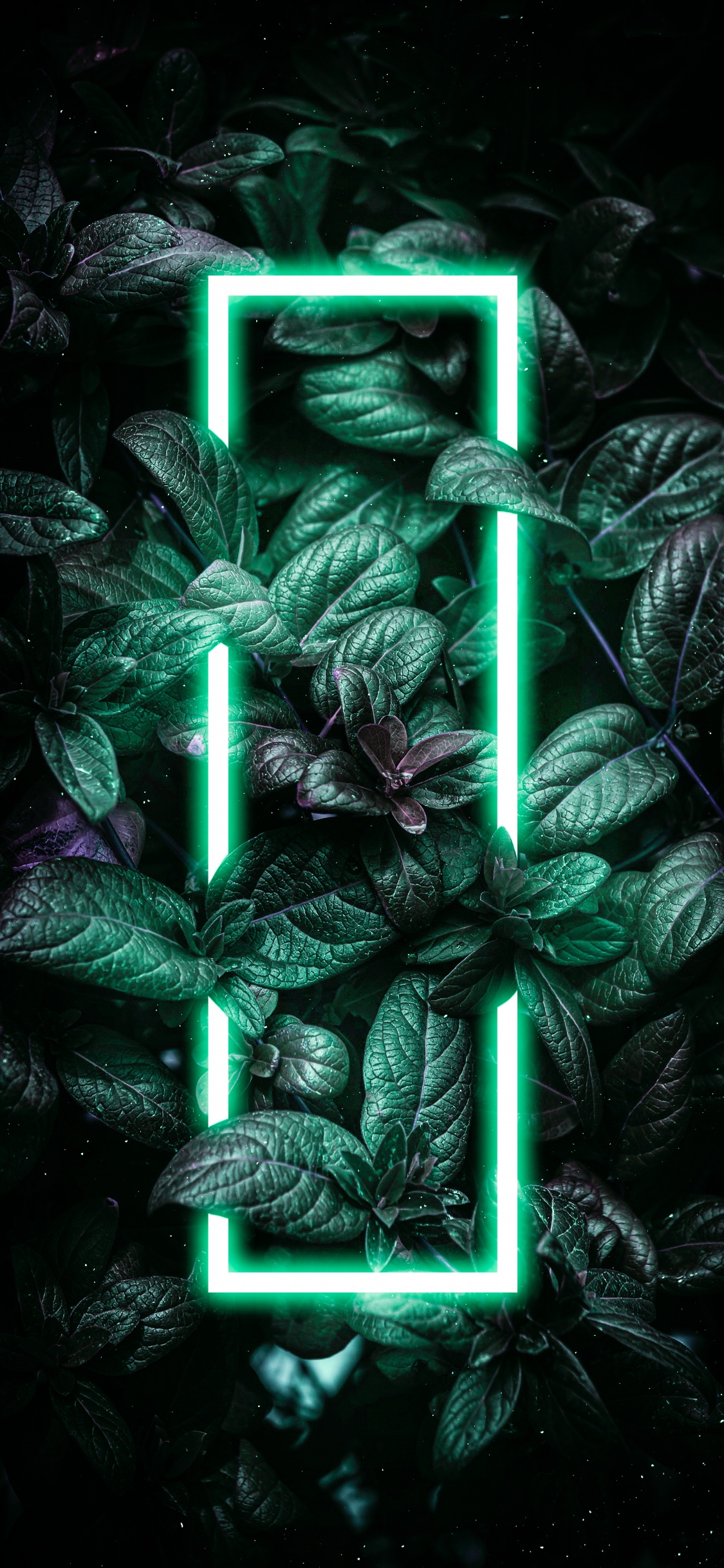 Planta Terrestre, Evergreen, Adorno de Navidad, Patrón, Decoración de la Navidad. Wallpaper in 1125x2436 Resolution