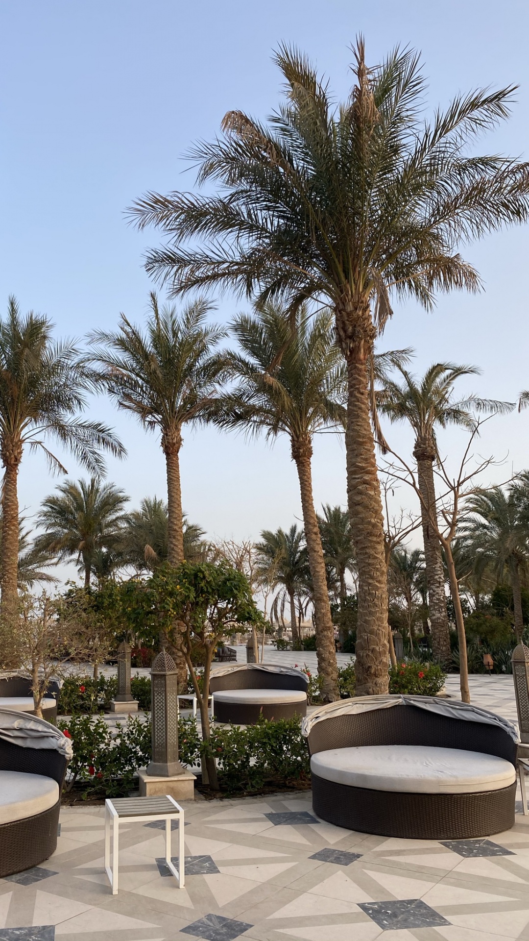 Palm Trees, Date Palm, Plant, Botany, Building. Wallpaper in 1080x1920 Resolution