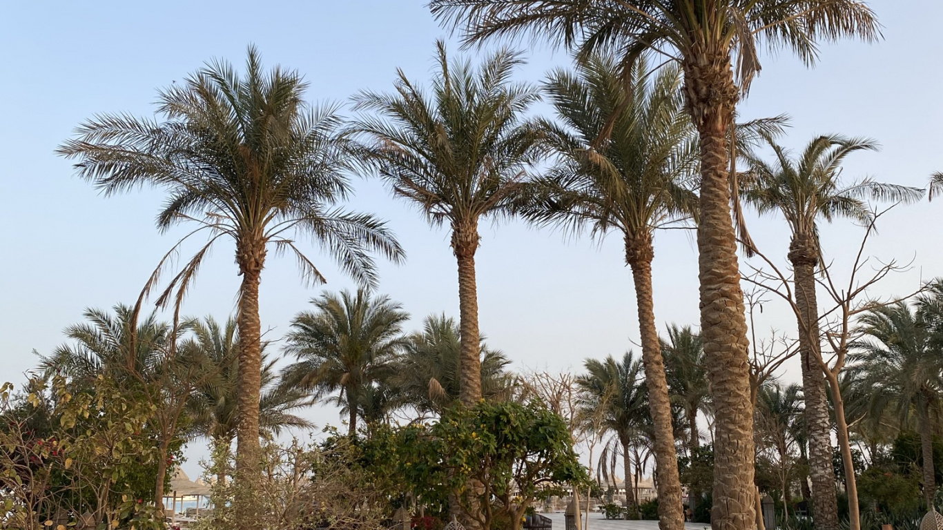 Palm Trees, Date Palm, Plant, Botany, Building. Wallpaper in 1366x768 Resolution