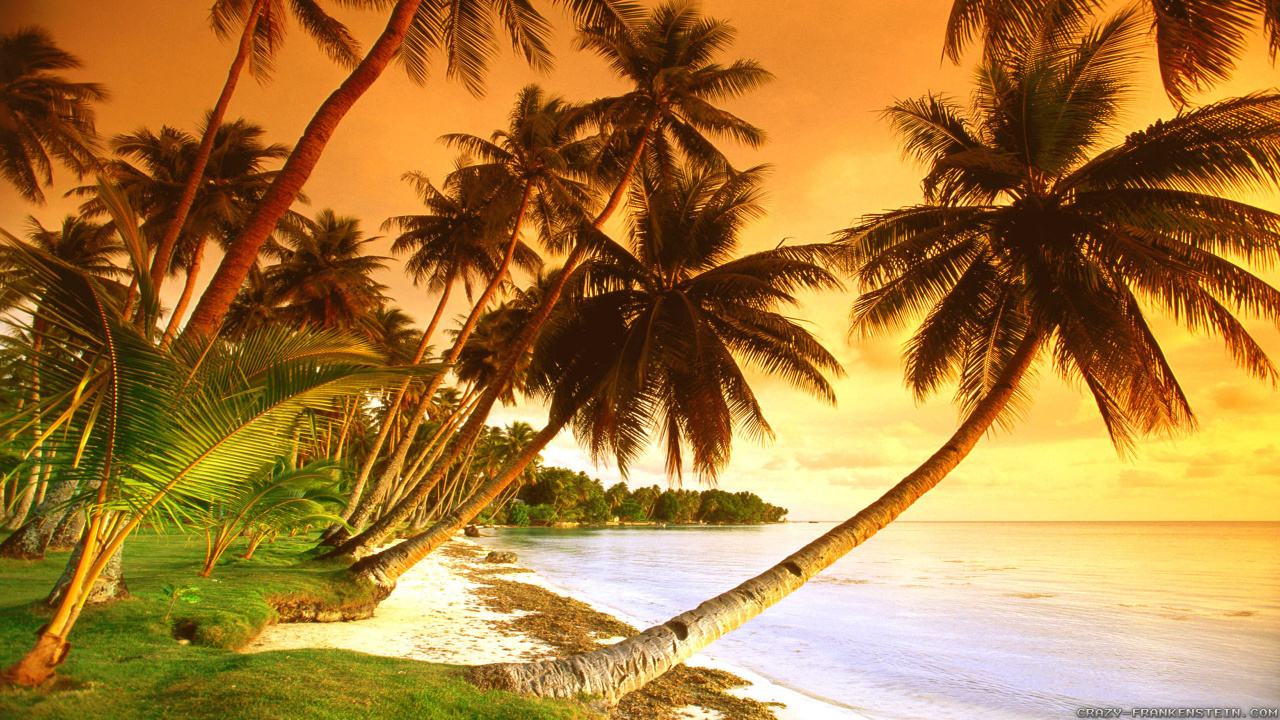 Coconut Tree Near Sea During Daytime. Wallpaper in 1280x720 Resolution