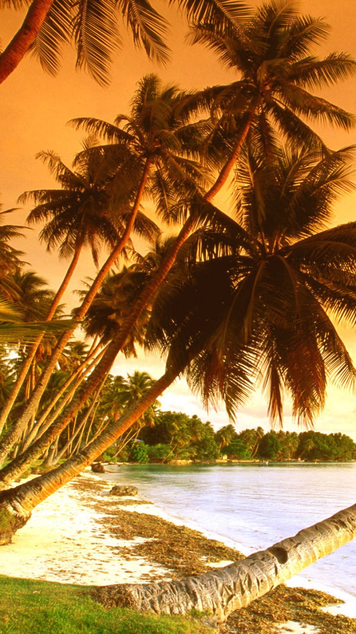 Coconut Tree Near Sea During Daytime. Wallpaper in 720x1280 Resolution