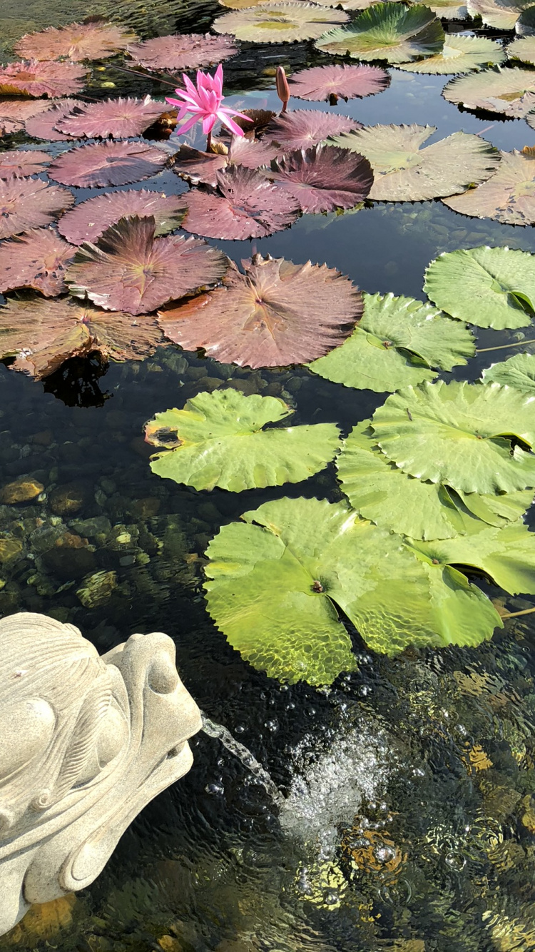 Blatt, Wasserressourcen, Wasser, Gewässer, Teich. Wallpaper in 750x1334 Resolution