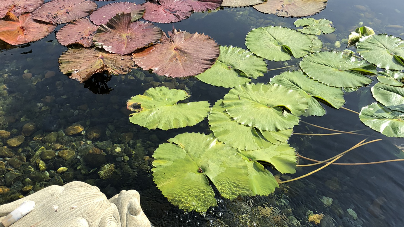 Feuille, Les Ressources en Eau, Eau, Corps de L'eau, Étang. Wallpaper in 1366x768 Resolution