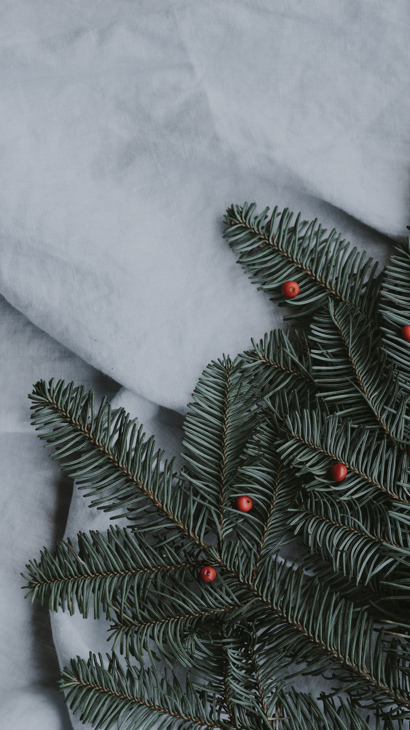 Pin Vert Couvert de Neige. Wallpaper in 1440x2560 Resolution