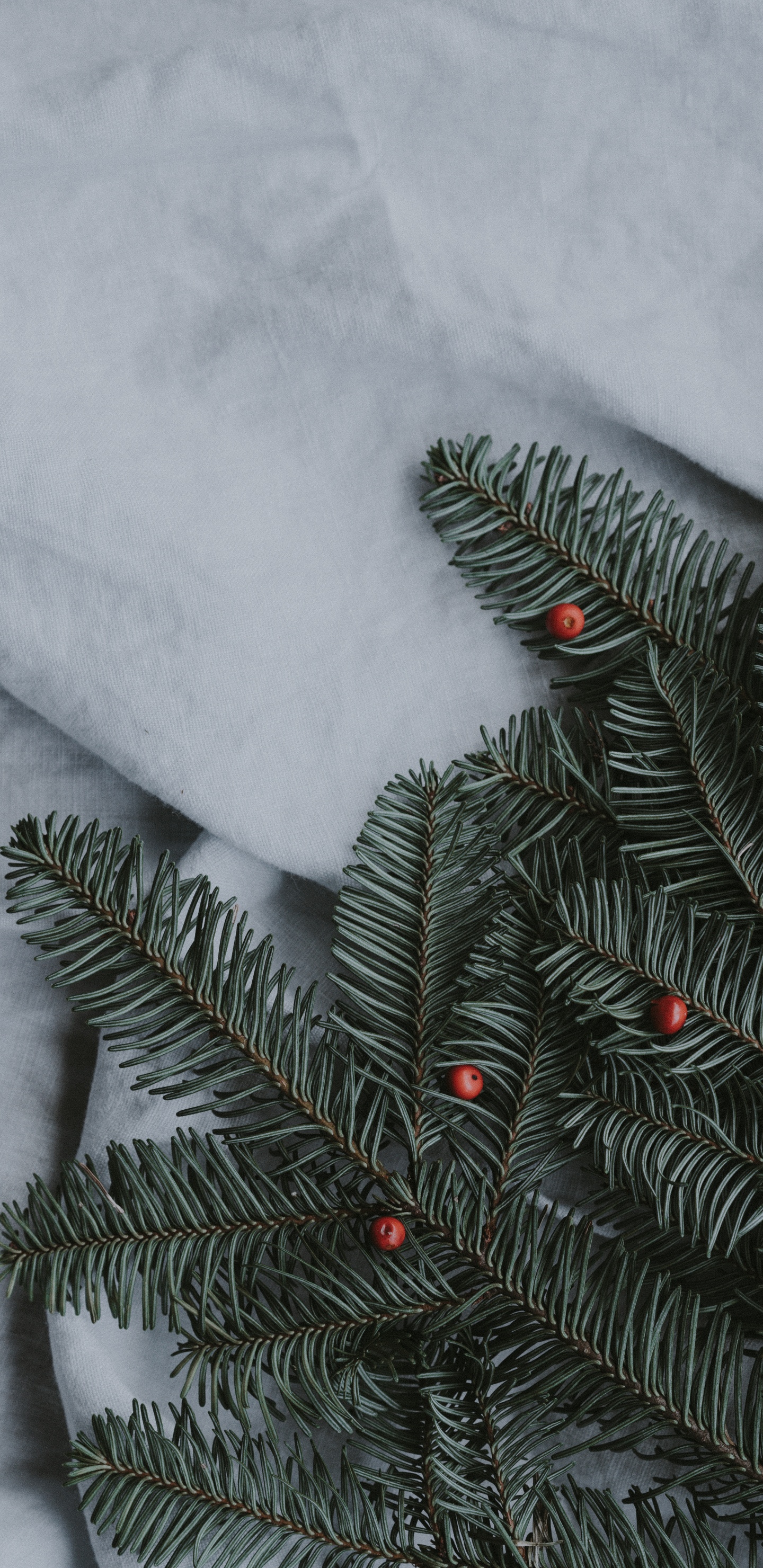 Pin Vert Couvert de Neige. Wallpaper in 1440x2960 Resolution