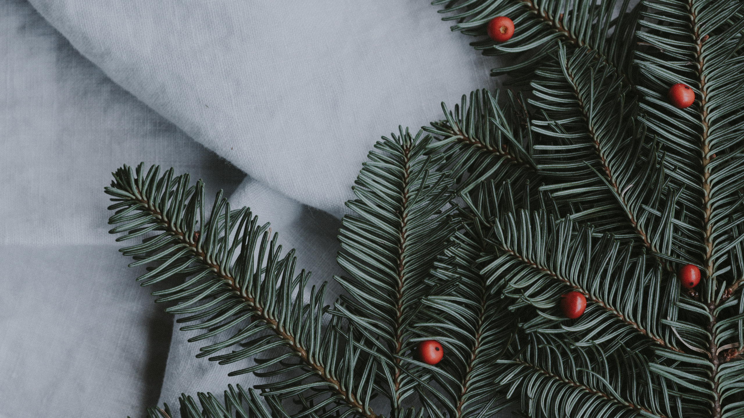 Pin Vert Couvert de Neige. Wallpaper in 2560x1440 Resolution