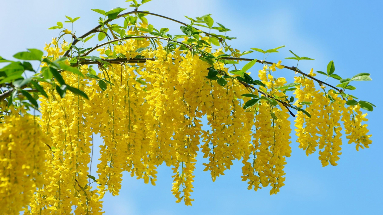 Feuilles Jaunes Sur Arbre Vert Pendant la Journée. Wallpaper in 1280x720 Resolution