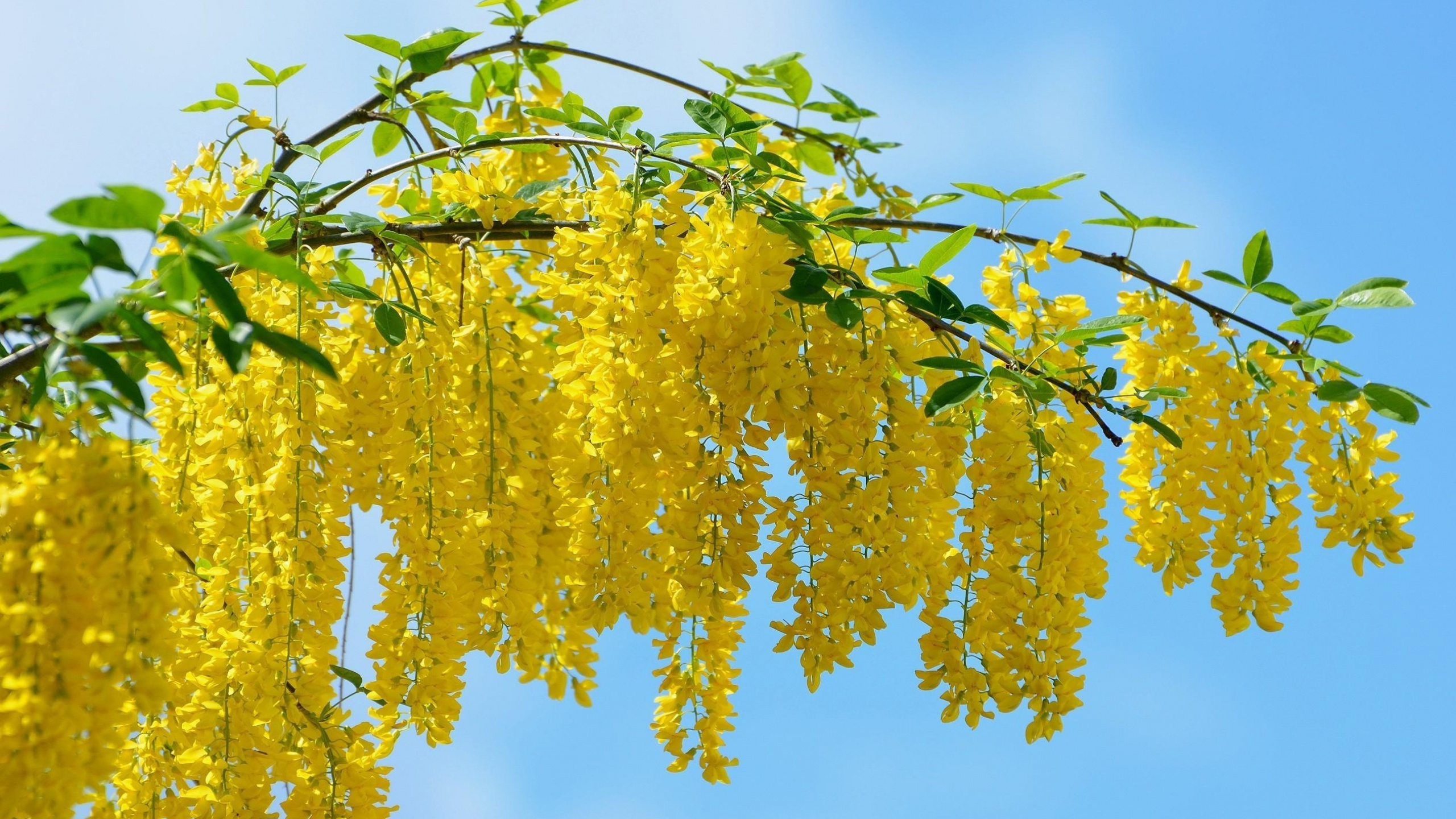Yellow Leaves on Green Tree During Daytime. Wallpaper in 2560x1440 Resolution