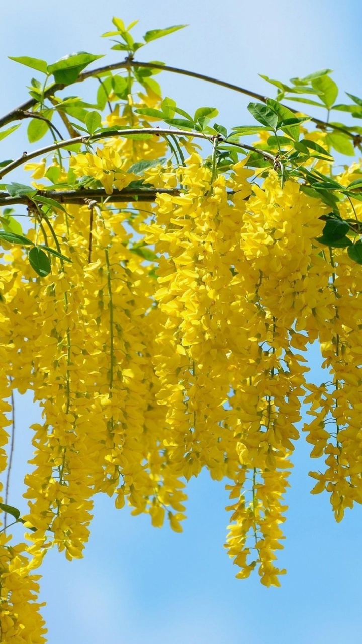 Yellow Leaves on Green Tree During Daytime. Wallpaper in 720x1280 Resolution