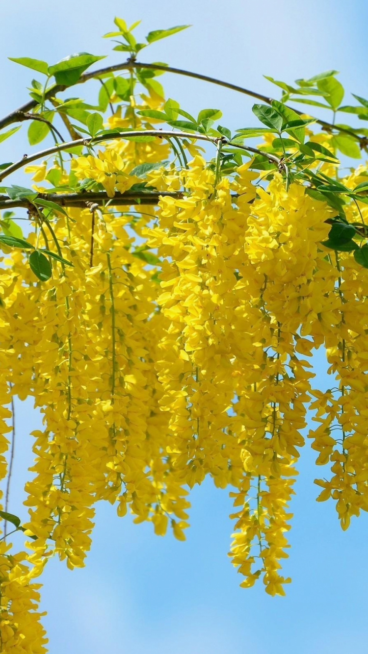 Yellow Leaves on Green Tree During Daytime. Wallpaper in 750x1334 Resolution