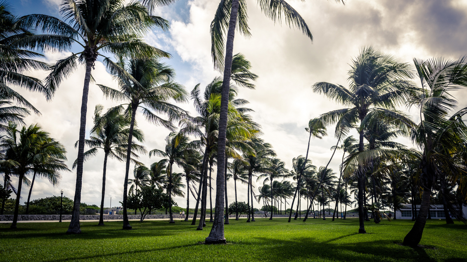Green Palm Trees on Green Grass Field During Daytime. Wallpaper in 1920x1080 Resolution