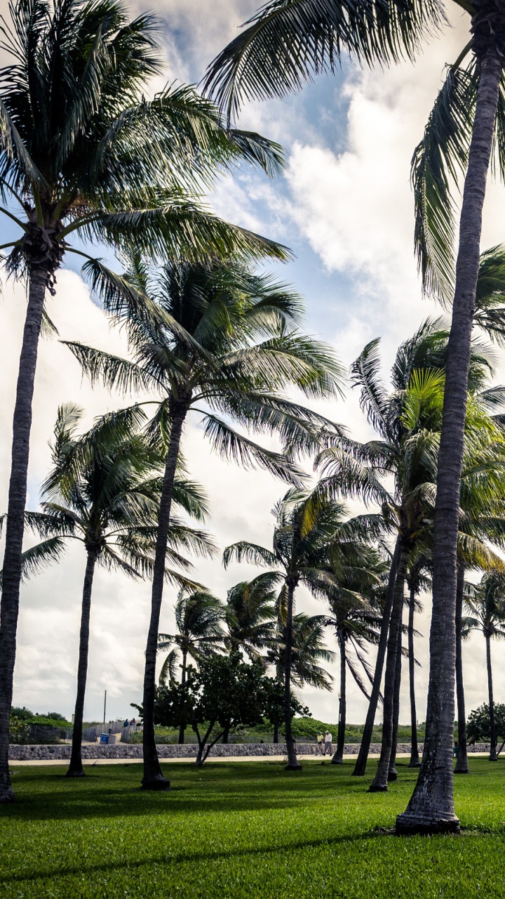 Green Palm Trees on Green Grass Field During Daytime. Wallpaper in 720x1280 Resolution